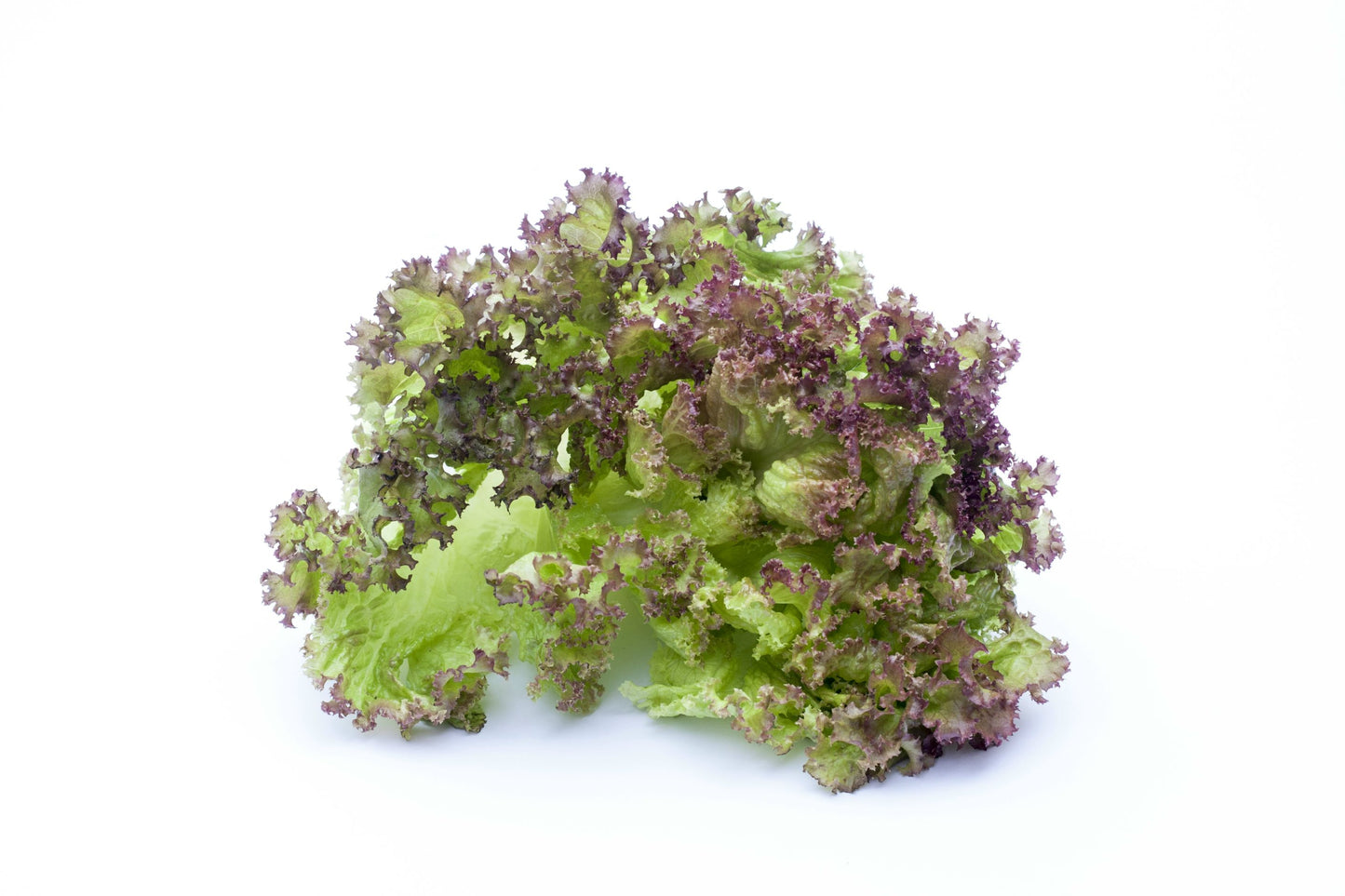Lollo rosso saláta