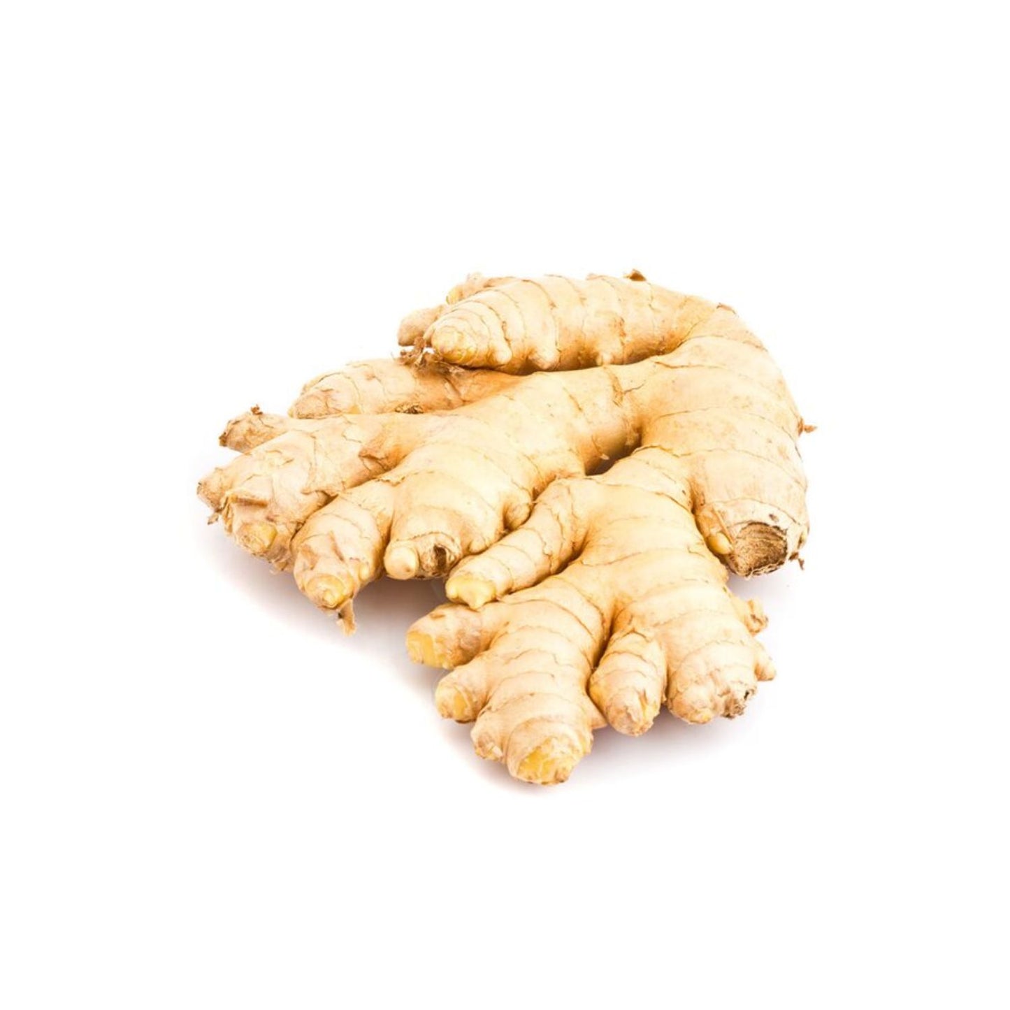 Gyömbér friss