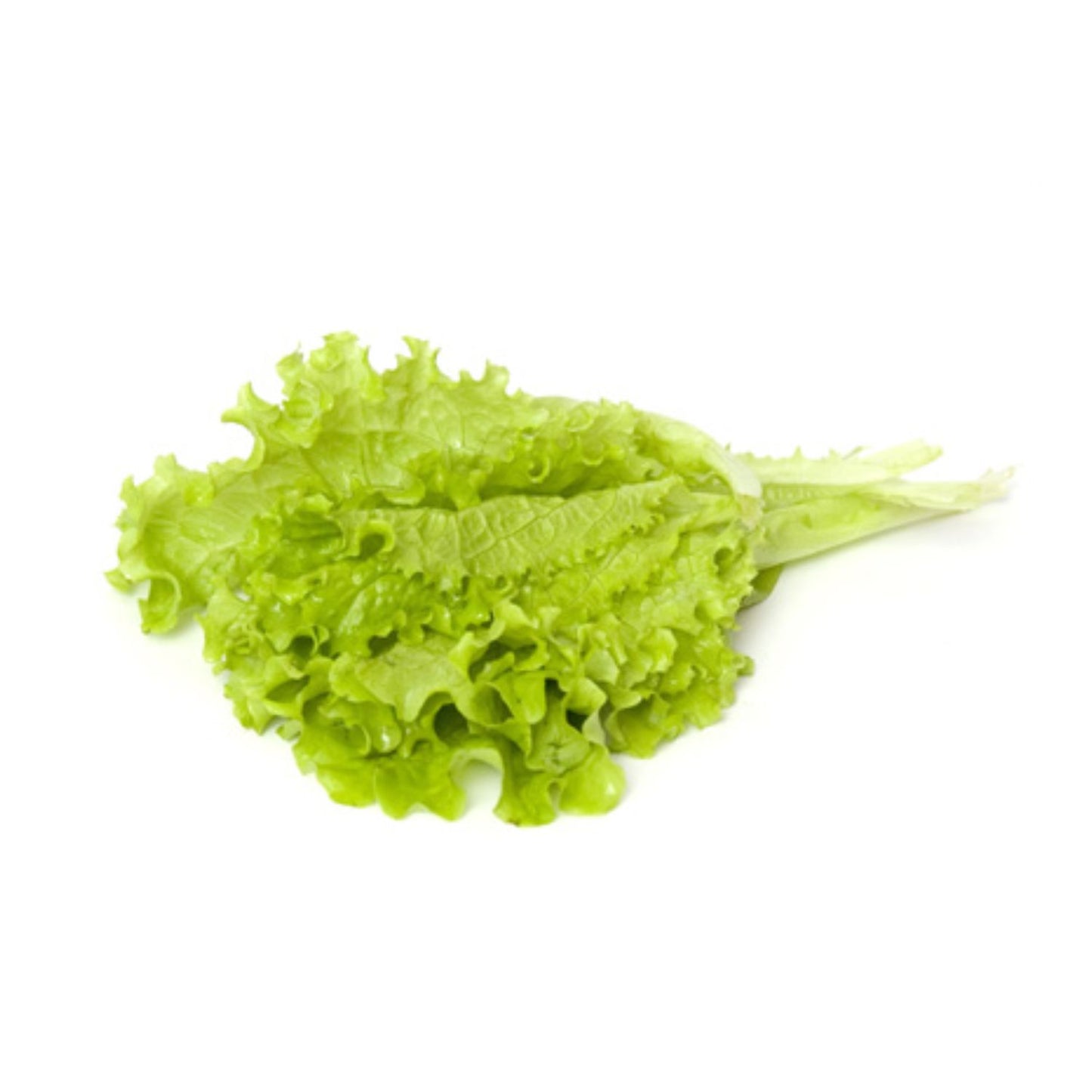 Frizé saláta 10 fej